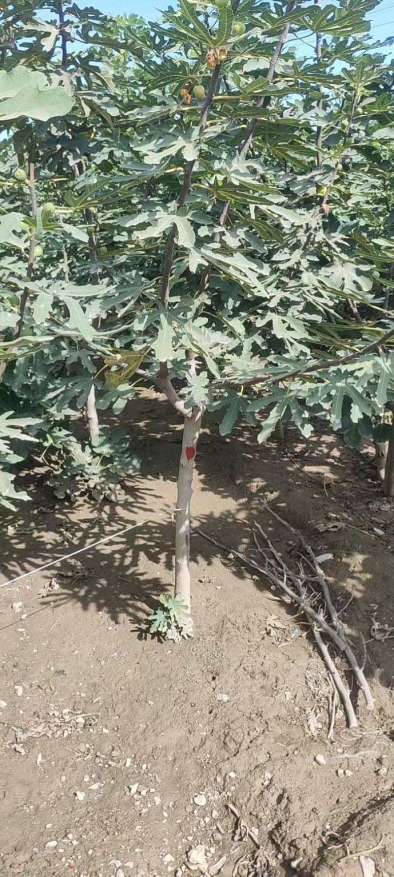无花果树出售，4公分，5公分，6公分的无花果树