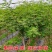 无花果树出售，4公分，5公分，6公分的无花果树
