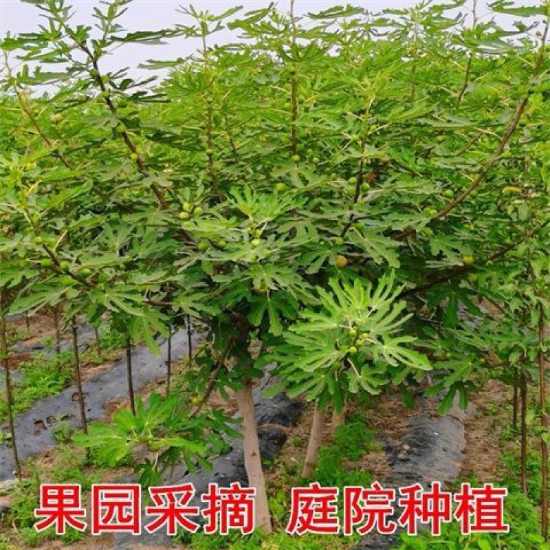 无花果树出售，4公分，5公分，6公分的无花果树