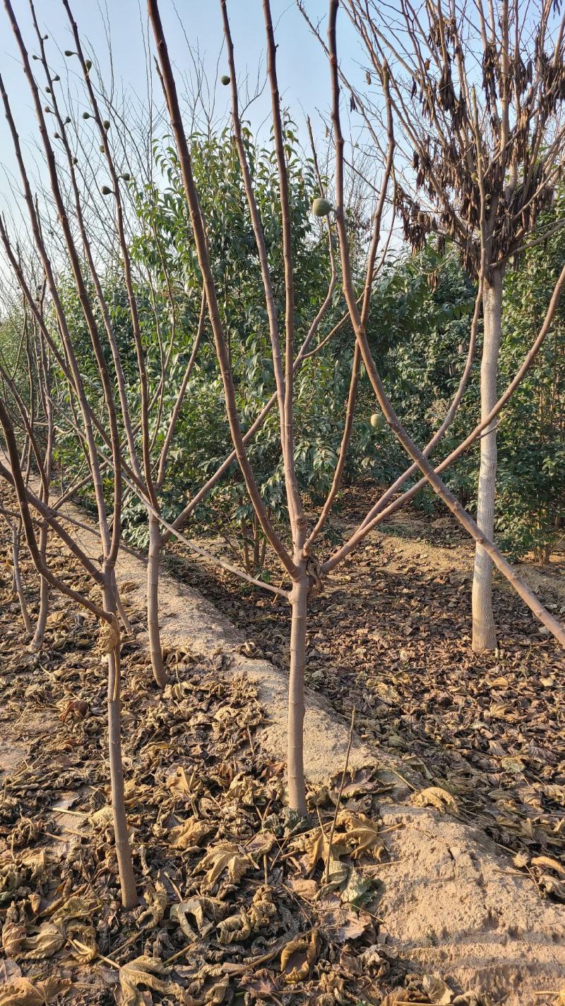 无花果树出售，4公分，5公分，6公分的无花果树