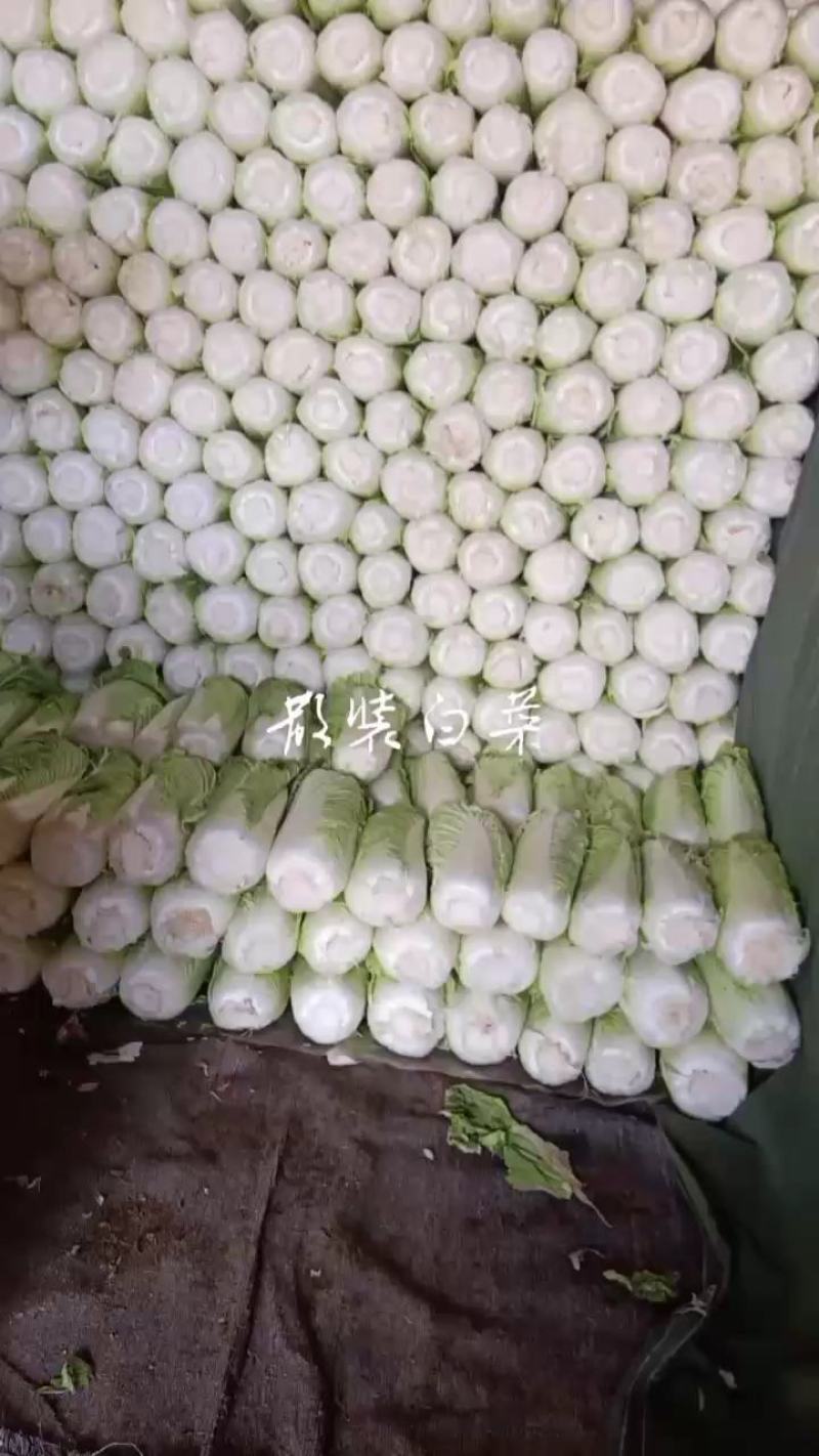 山东北京3号大白菜商超加工厂泡菜酸菜厂需要可以联系