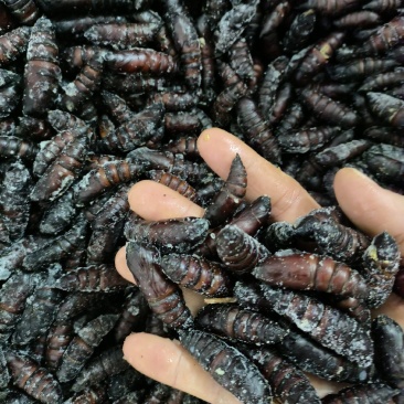 豆虫蛹