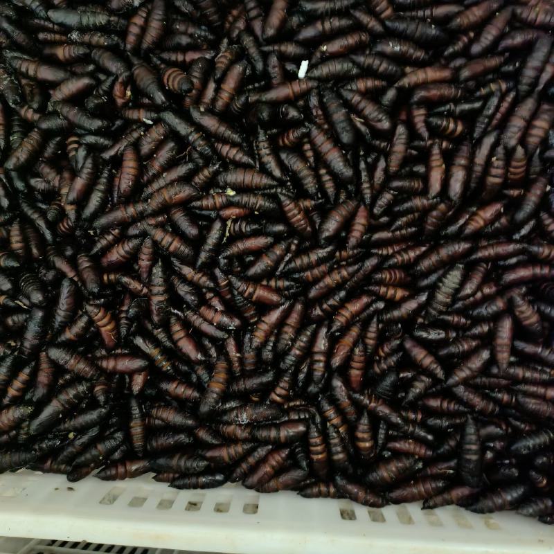 豆虫蛹
