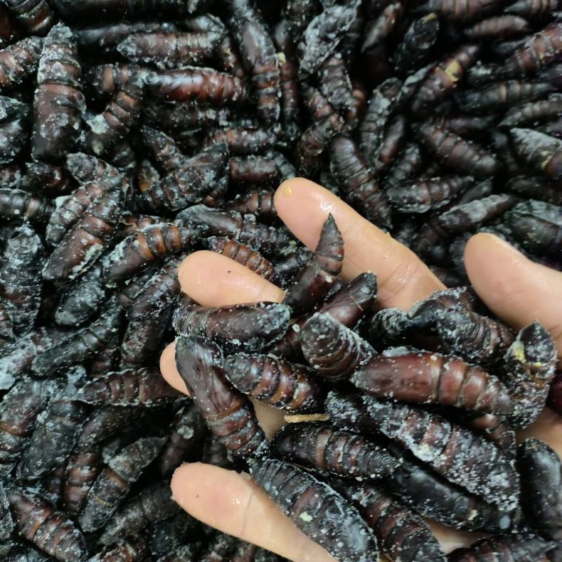 豆虫蛹
