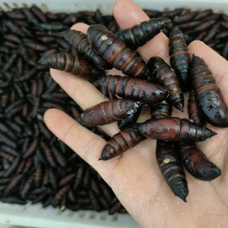 豆虫蛹