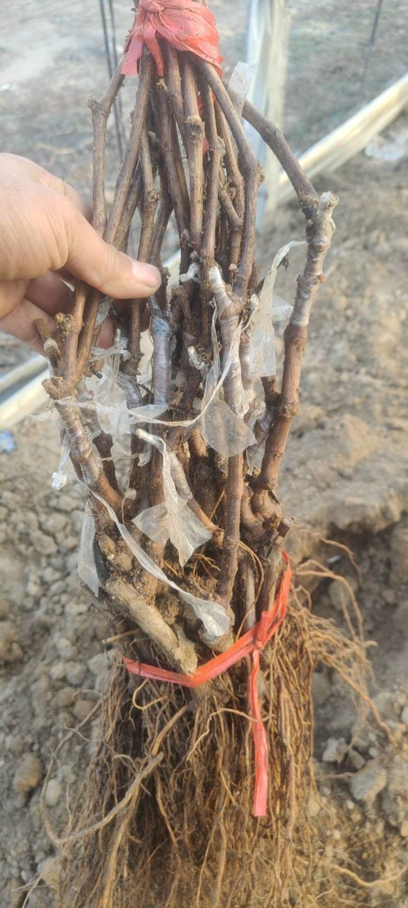 夏黑嫁接阳光玫瑰葡萄苗保证正品视频看苗装苗
