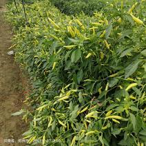 白米椒种子果长7到8公分适合河南，云南等地区种