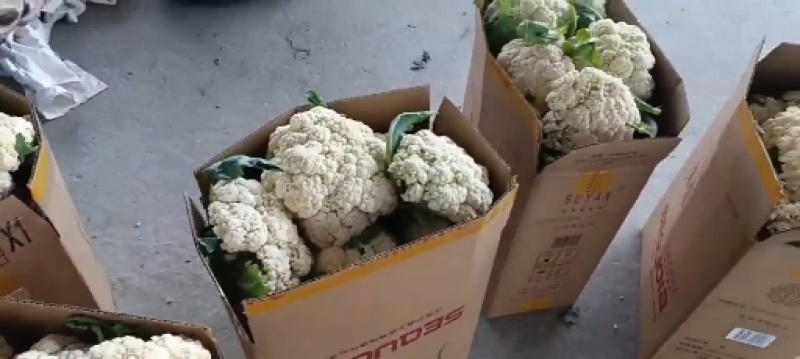 东台精品有机花菜大量上市/整车供应/欢迎咨询下单
