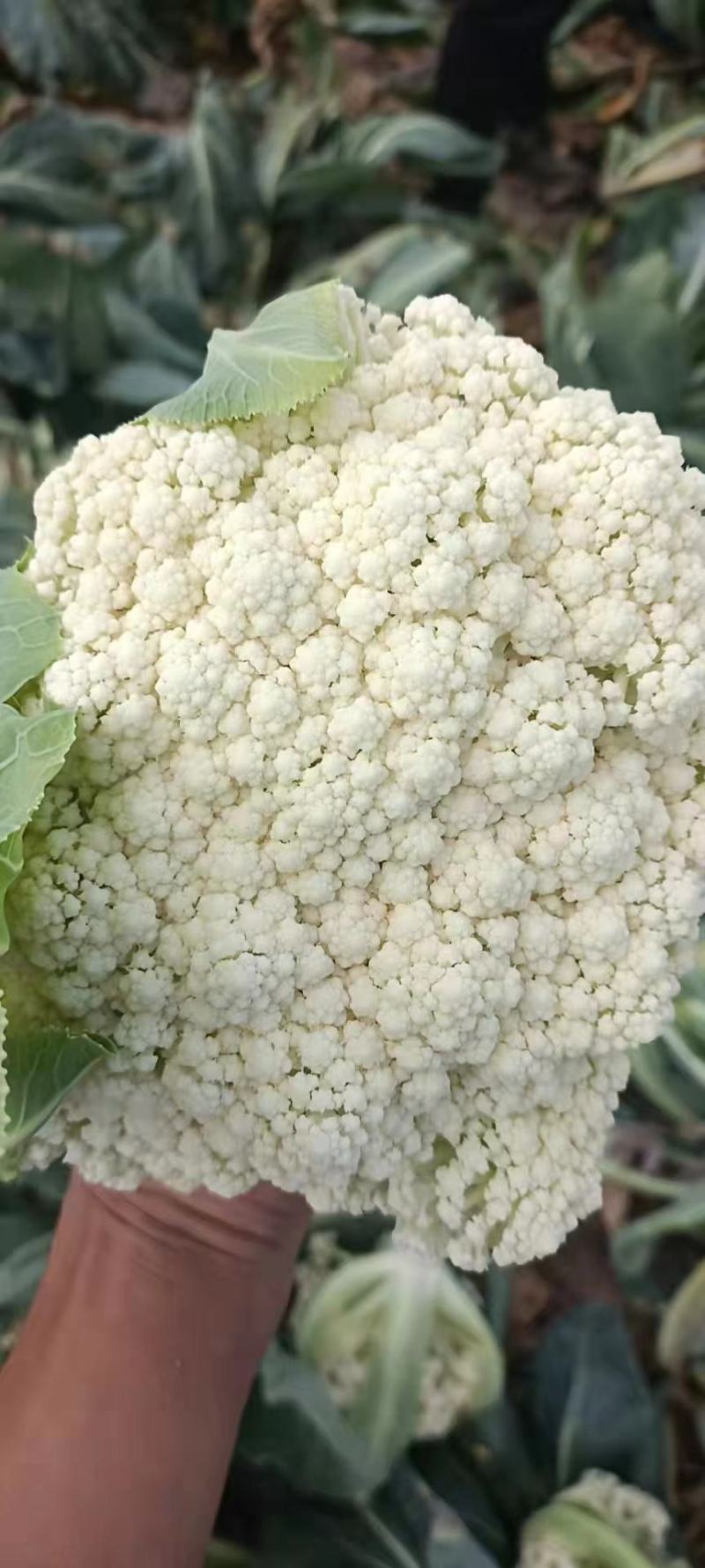 东台精品有机花菜大量上市/整车供应/欢迎咨询下单