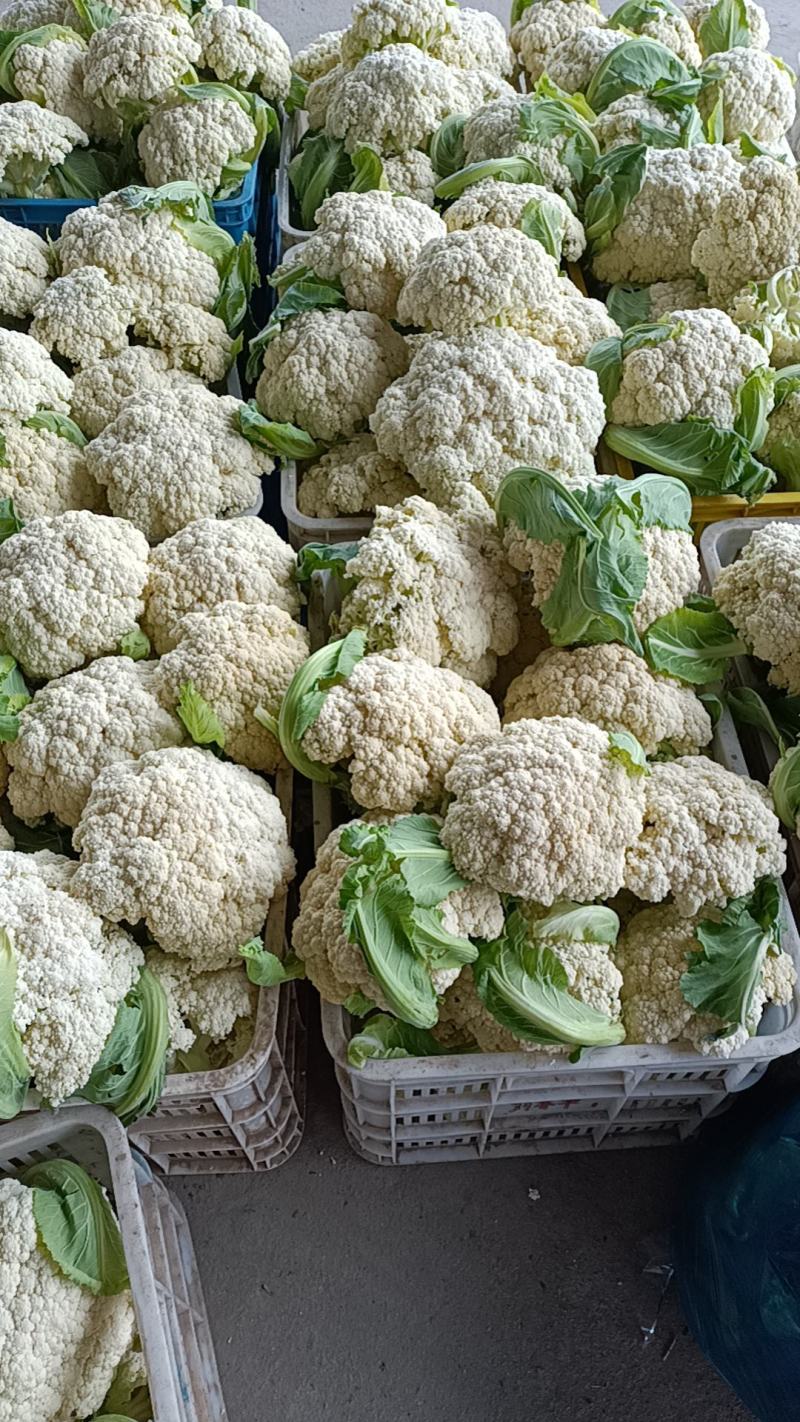 东台精品有机花菜大量上市/整车供应/欢迎咨询下单