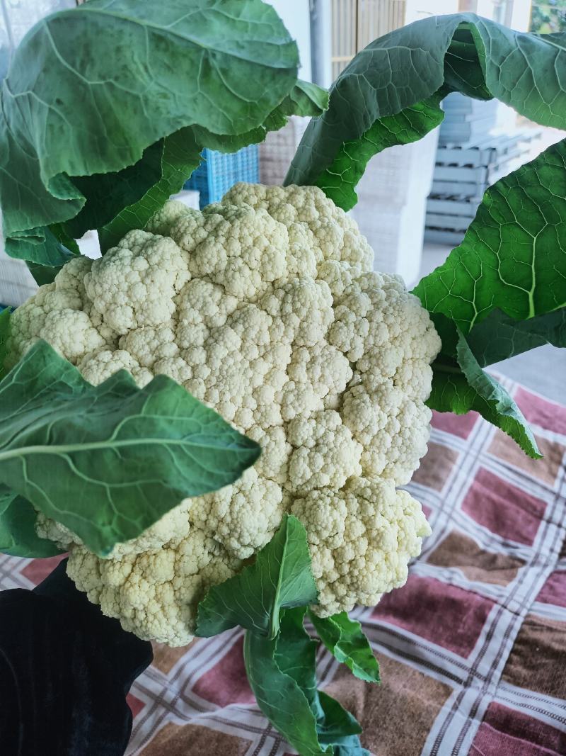 东台精品有机花菜大量上市/整车供应/欢迎咨询下单
