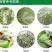 农药店0.3%丁子香酚可溶液剂番茄蔬菜灰霉病杀菌剂