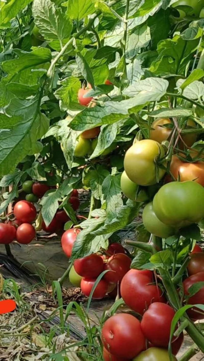 西红柿种子适合早春棚秋延迟单果重280克