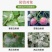 白粉病专用药25%乙嘧酚磺酸酯防治黄瓜草莓白粉病杀菌剂
