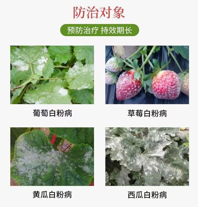 白粉病专用药25%乙嘧酚磺酸酯防治黄瓜草莓白粉病杀菌剂
