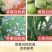 白粉病专用药25%乙嘧酚磺酸酯防治黄瓜草莓白粉病杀菌剂