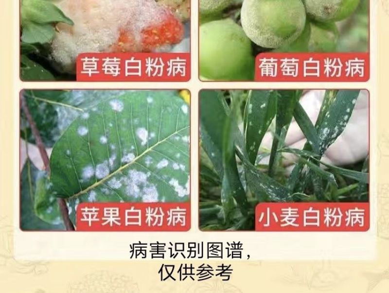 白粉病专用药25%乙嘧酚磺酸酯防治黄瓜草莓白粉病杀菌剂
