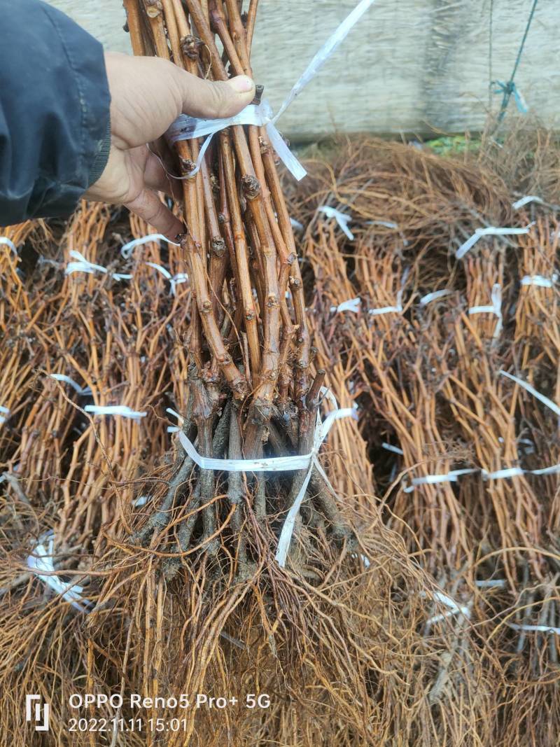 阳光玫瑰葡萄苗特级阳光玫瑰葡萄苗纯度包证