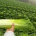 竹筒白菜秋绿60
