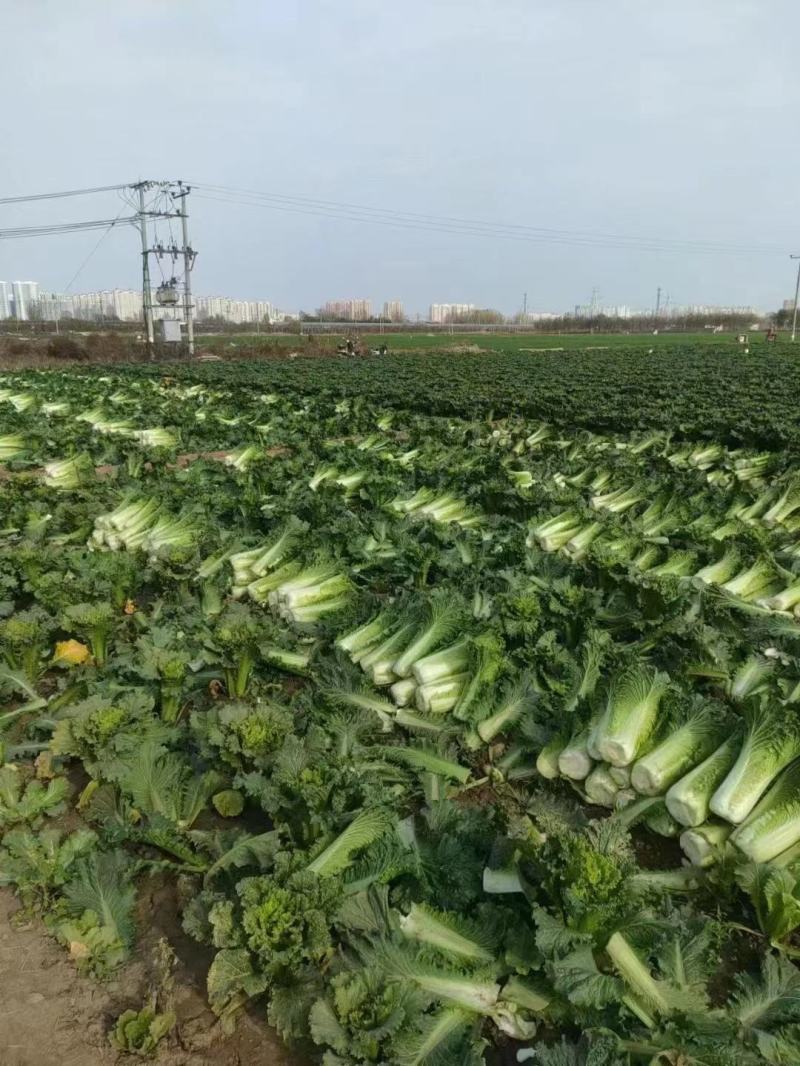 竹筒白菜秋绿60