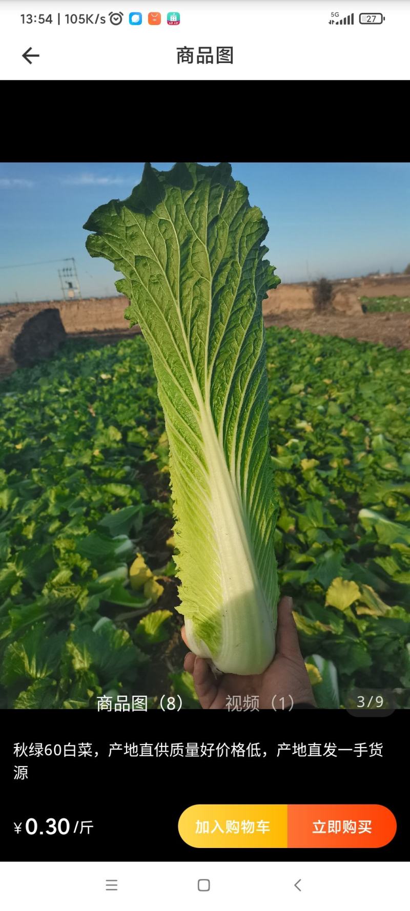 竹筒白菜秋绿60