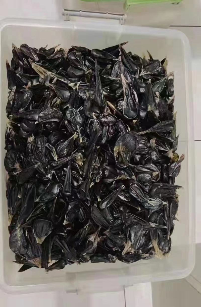 供应印尼干蛇胆