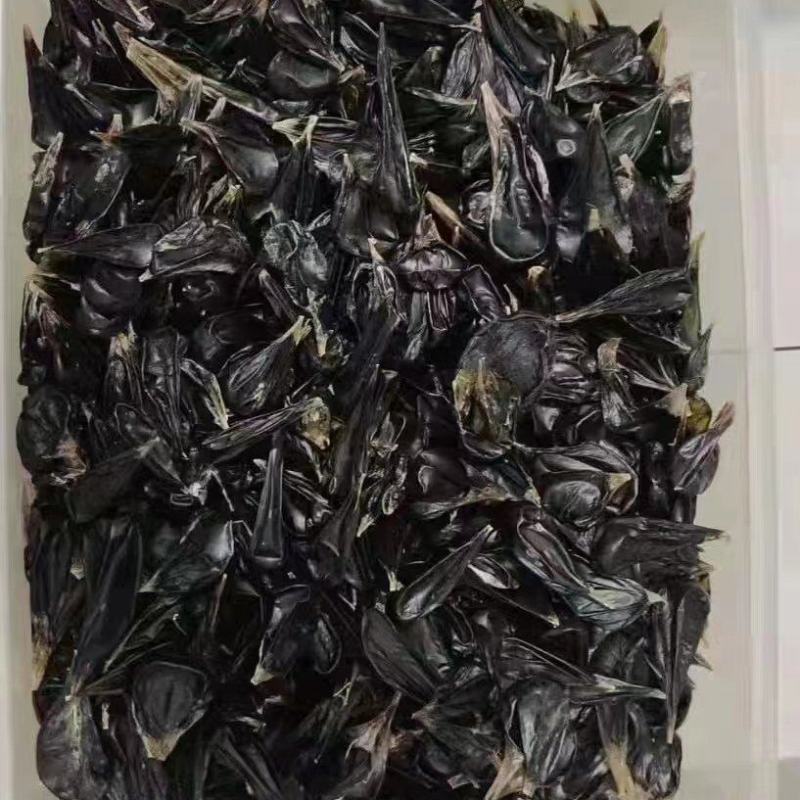 供应印尼干蛇胆