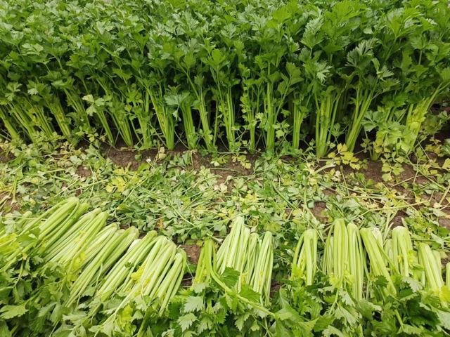 西芹与芹菜的对比总结图,展示外形、口感、用途的区别 西芹与芹菜对比总结图