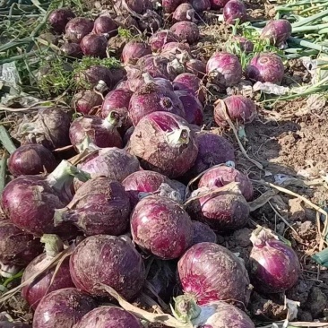 紫皮洋葱-基地直供-货源充足-保证质量-