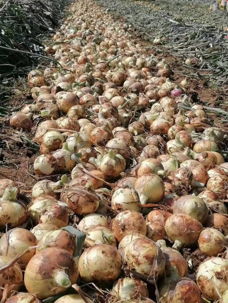 黄皮洋葱-基地直供-货源充足-保证质量-