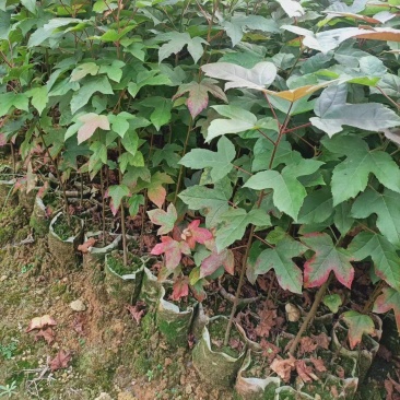 宜春奉新县本地种植基地，枫香杯苗大量供应，规格齐全，价格优惠