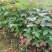 宜春奉新县本地种植基地，枫香杯苗大量供应，规格齐全，价格优惠