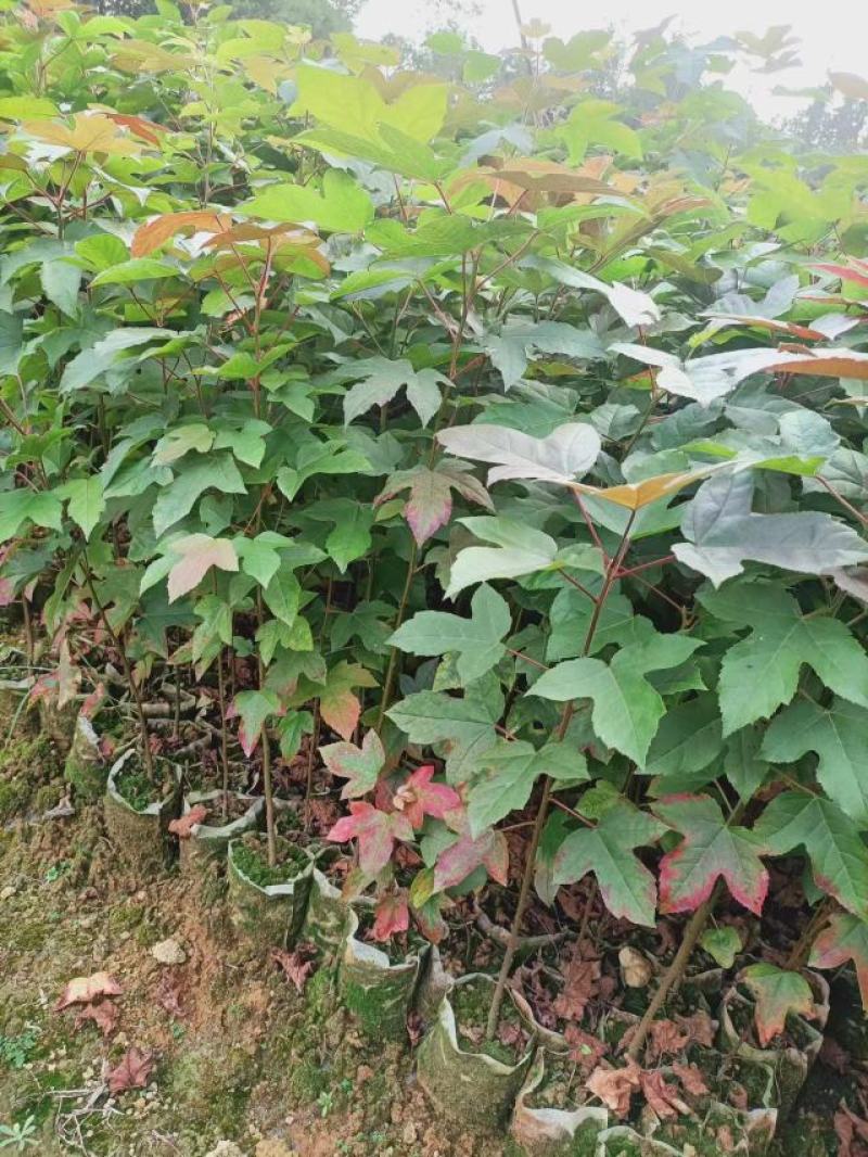 宜春奉新县本地种植基地，枫香杯苗大量供应，规格齐全，价格优惠