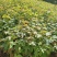 宜春奉新县本地种植基地，枫香杯苗大量供应，规格齐全，价格优惠