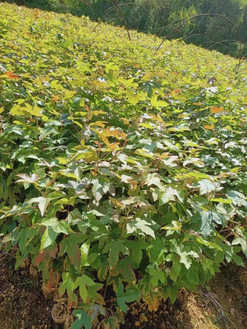 宜春奉新县本地种植基地，枫香杯苗大量供应，规格齐全，价格优惠