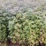 宜春奉新县本地种植基地，枫香杯苗大量供应，规格齐全，价格优惠