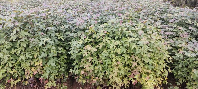 宜春奉新县本地种植基地，枫香杯苗大量供应，规格齐全，价格优惠