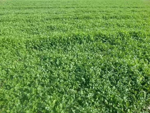 小叶香菜与大叶香菜对比图