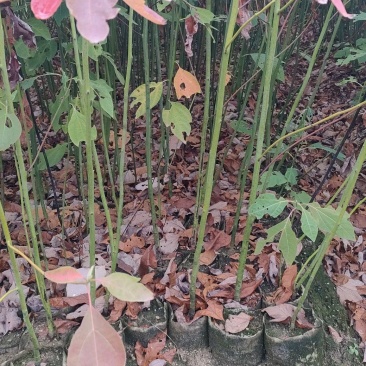宜春奉新县本地种植基地，檫木杯苗大量供应，规格齐全，价格优惠