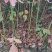 宜春奉新县本地种植基地，檫木杯苗大量供应，规格齐全，价格优惠