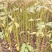 宜春奉新县本地种植基地，檫木杯苗大量供应，规格齐全，价格优惠
