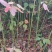 宜春奉新县本地种植基地，檫木杯苗大量供应，规格齐全，价格优惠