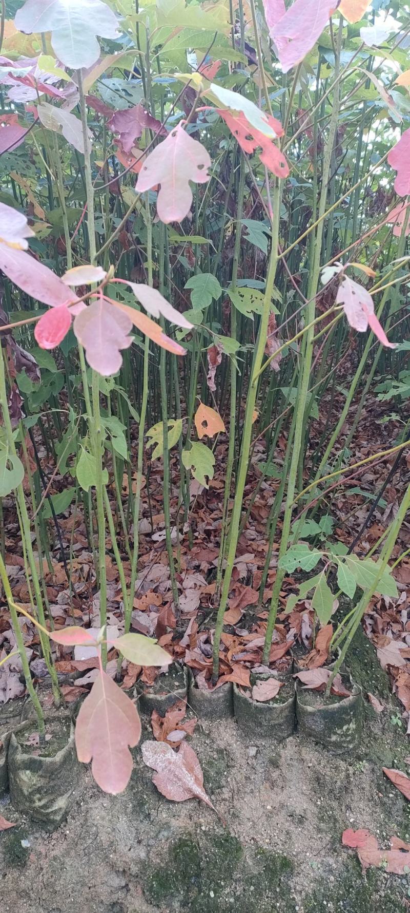 宜春奉新县本地种植基地，檫木杯苗大量供应，规格齐全，价格优惠