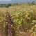 宜春奉新县本地种植基地，檫木杯苗大量供应，规格齐全，价格优惠