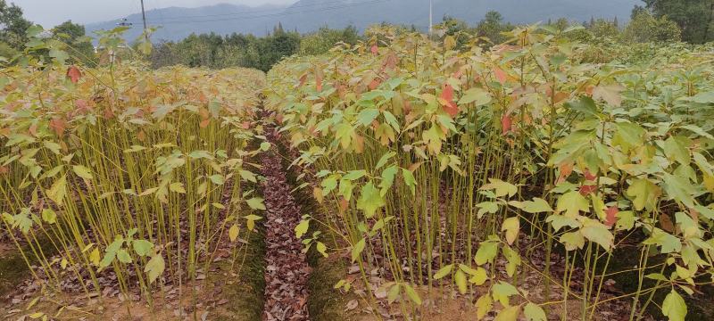 宜春奉新县本地种植基地，檫木杯苗大量供应，规格齐全，价格优惠