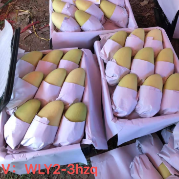 广西凭祥芒果白金芒果产地直发货量充足量大从优