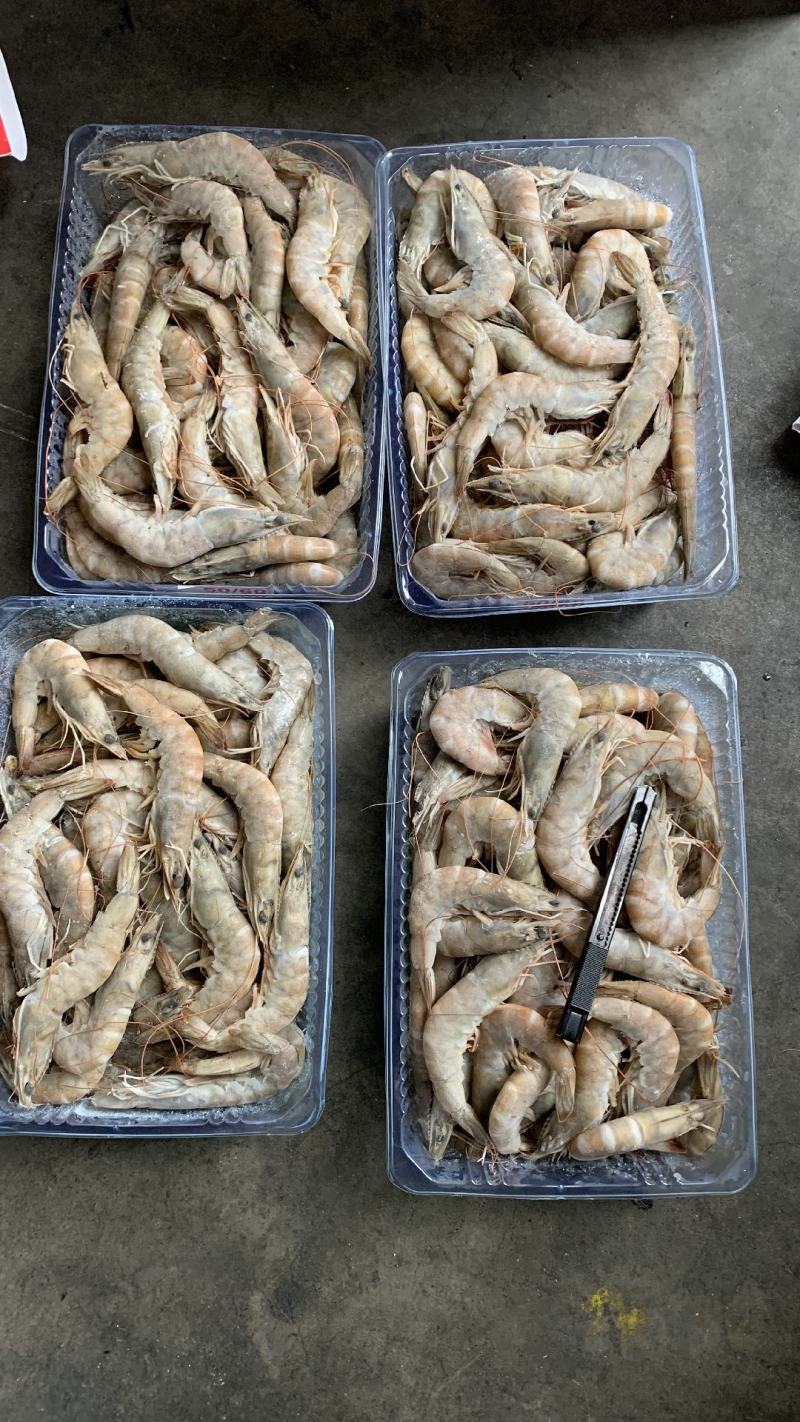虾批发对虾批发大虾批发一手货源