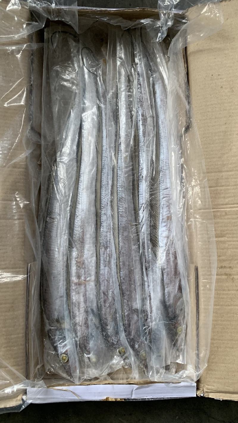 B带鱼批发价格便宜一手货源