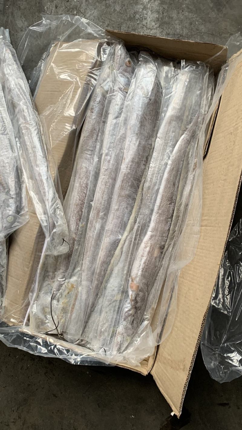 B带鱼批发价格便宜一手货源