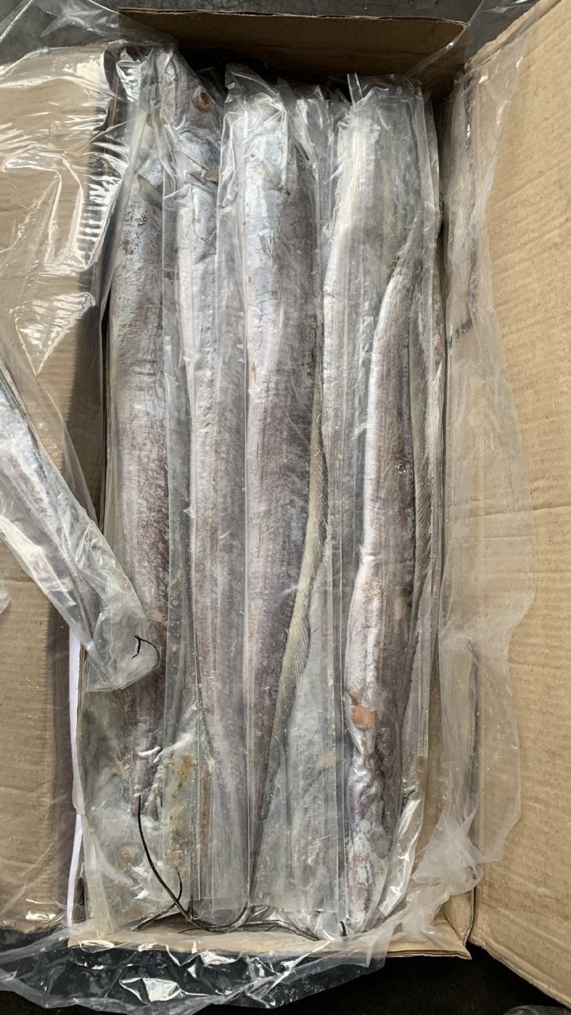 B带鱼批发价格便宜一手货源